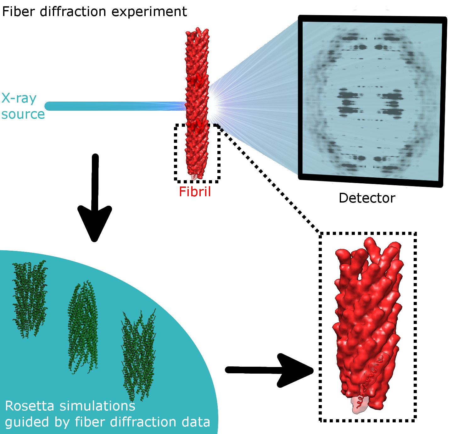 Fiber Diffraction