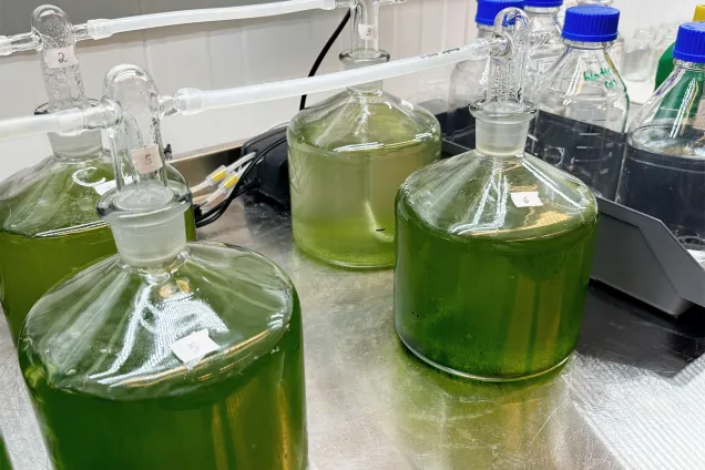 Bottles in a lab. Photo.